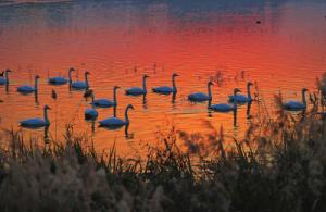 來約！萬只白天鵝在三門峽等你